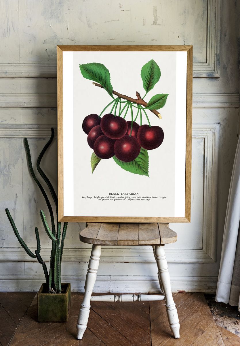 Black Tartarian Cherries — Botanical Print. — room view 1