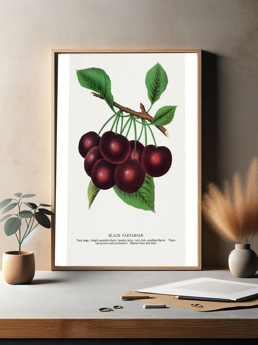 Black Tartarian Cherries — Botanical Print. — room view 2