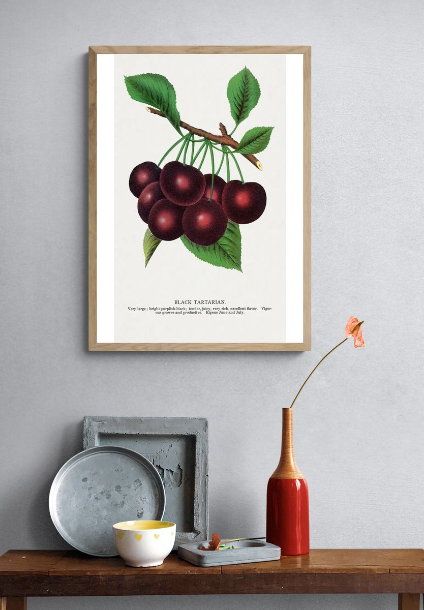 Black Tartarian Cherries — Botanical Print. — room view 3