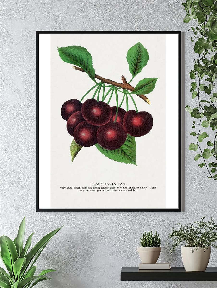 Black Tartarian Cherries — Botanical Print. — room view 4