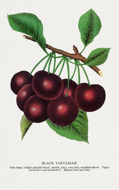 Black Tartarian Cherries — Botanical Print. poster print