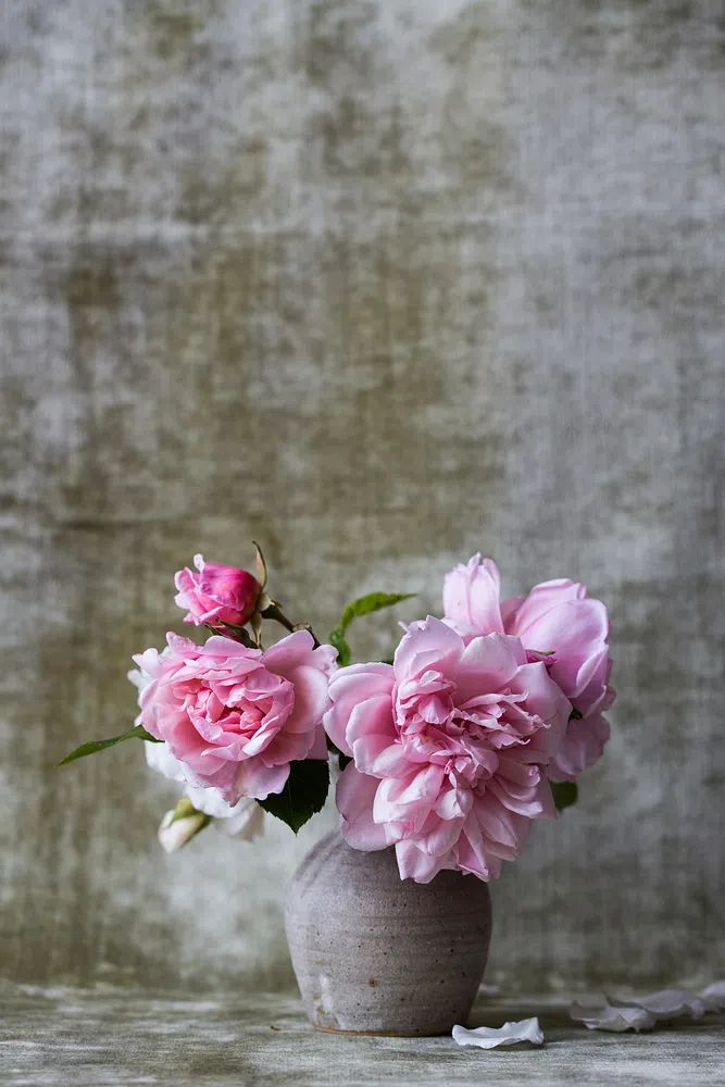 Pink Roses in Vase — Botanical Print. poster — botanical art
