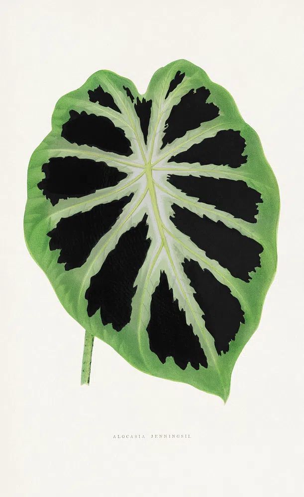 Alocasia Jenningsii — Botanical Print. poster — botanical art