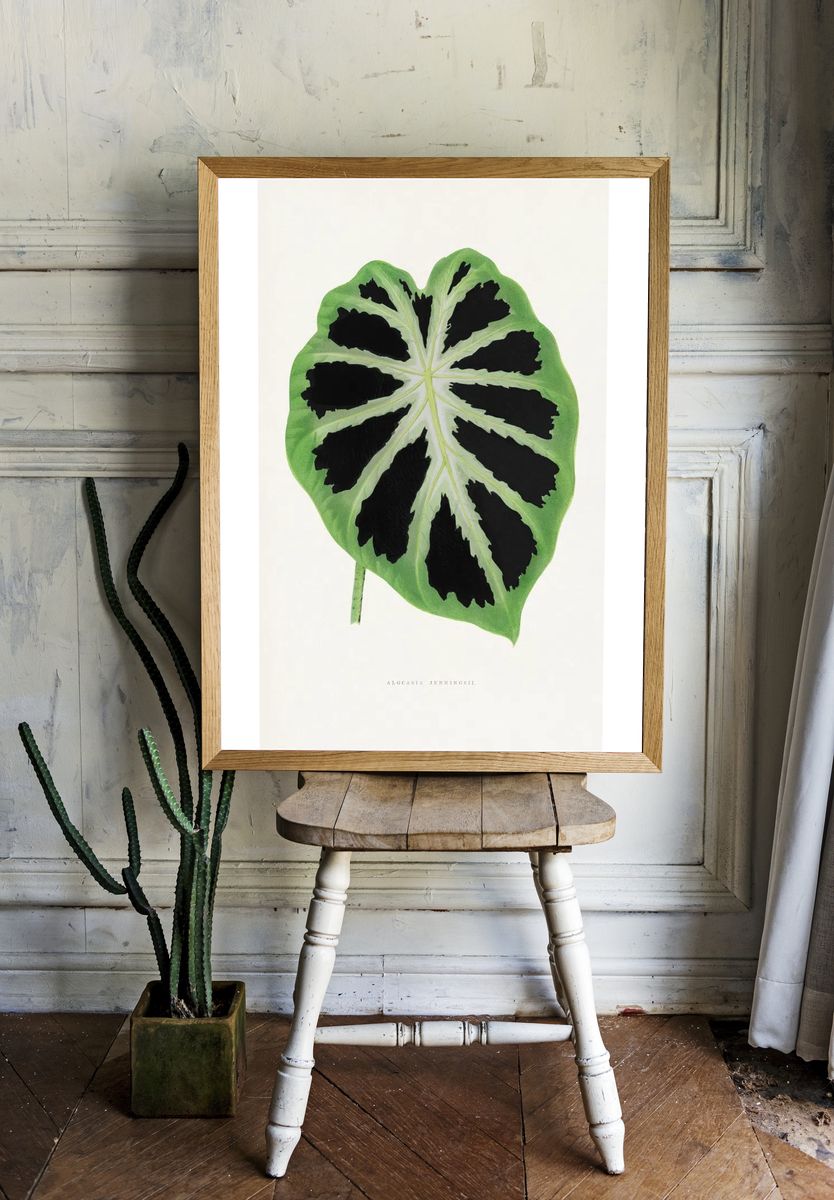 Alocasia Jenningsii — Botanical Print. — room view 1