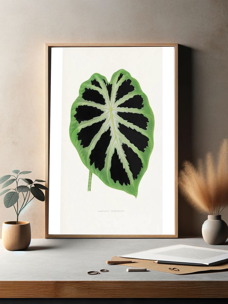 Alocasia Jenningsii — Botanical Print. — room view 2