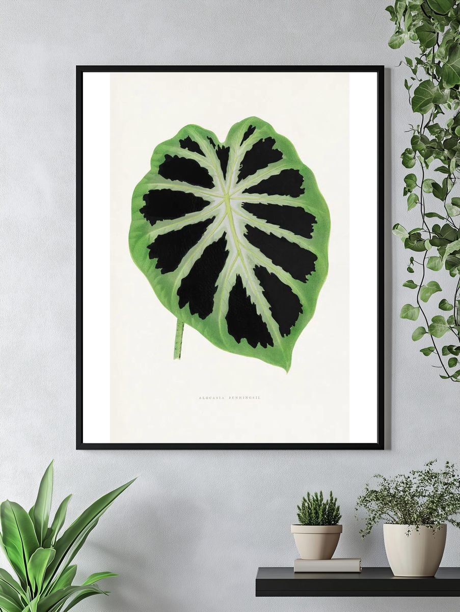 Alocasia Jenningsii — Botanical Print. — room view 4