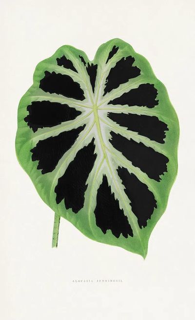 Alocasia Jenningsii — Botanical Print. poster