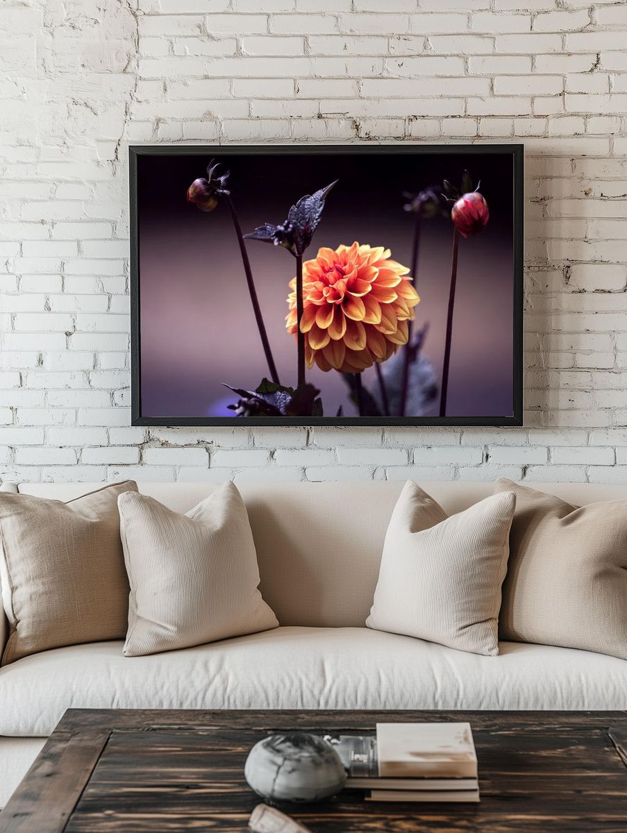 Vibrant Dahlia Flower Poster. — room view 1