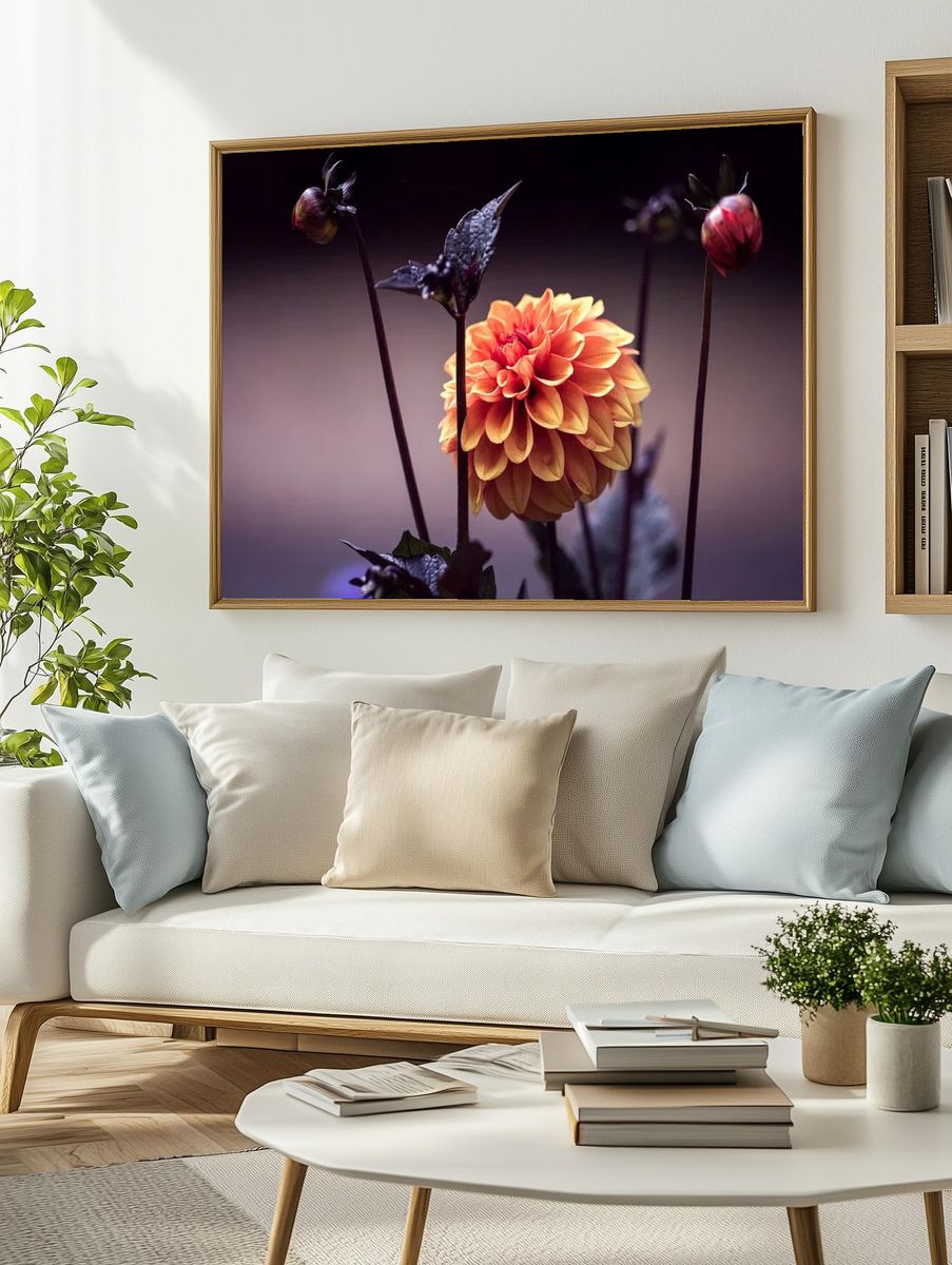 Vibrant Dahlia Flower Poster. — room view 2
