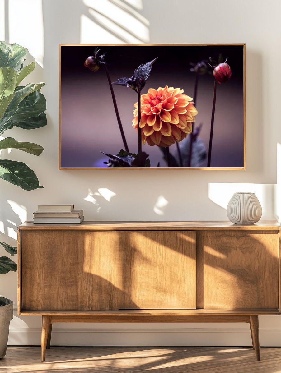 Vibrant Dahlia Flower Poster. — room view 3