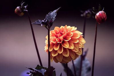 Vibrant Dahlia Flower Poster. poster print