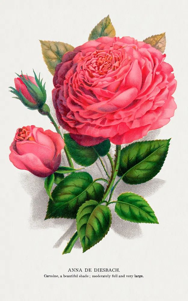Anna de Diesbach Rose — Botanical Print. poster — botanical art