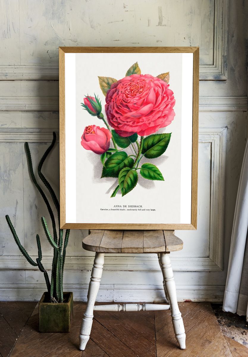 Anna de Diesbach Rose — Botanical Print. — room view 1