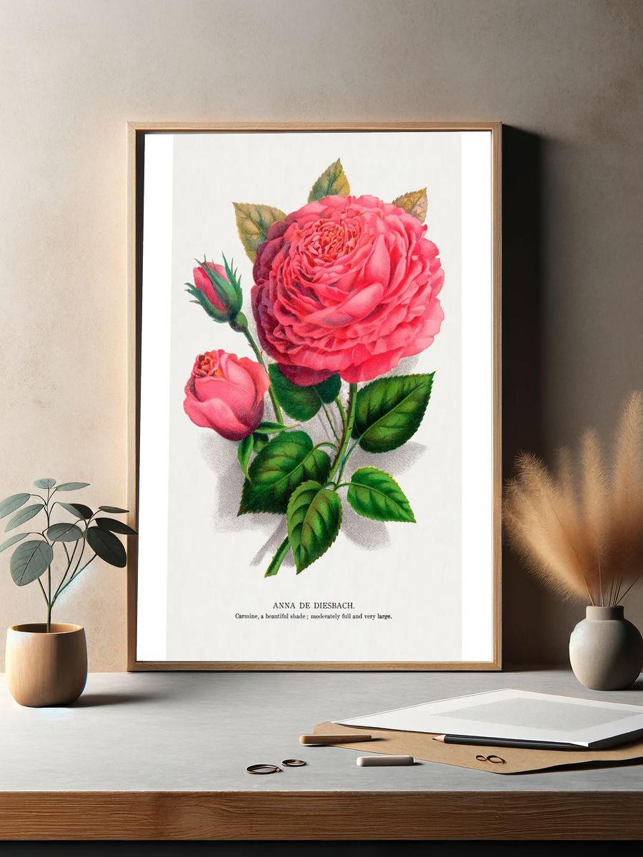 Anna de Diesbach Rose — Botanical Print. — room view 2