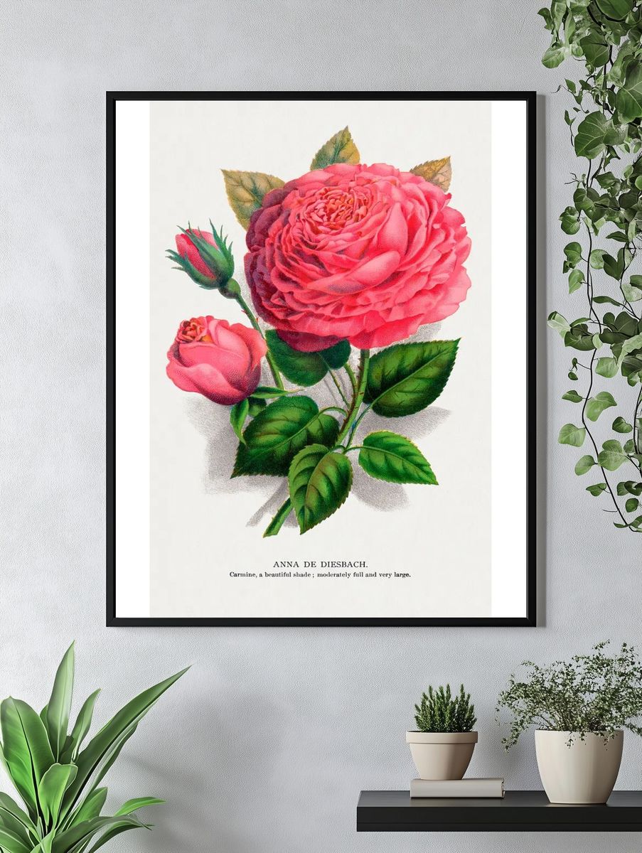 Anna de Diesbach Rose — Botanical Print. — room view 4