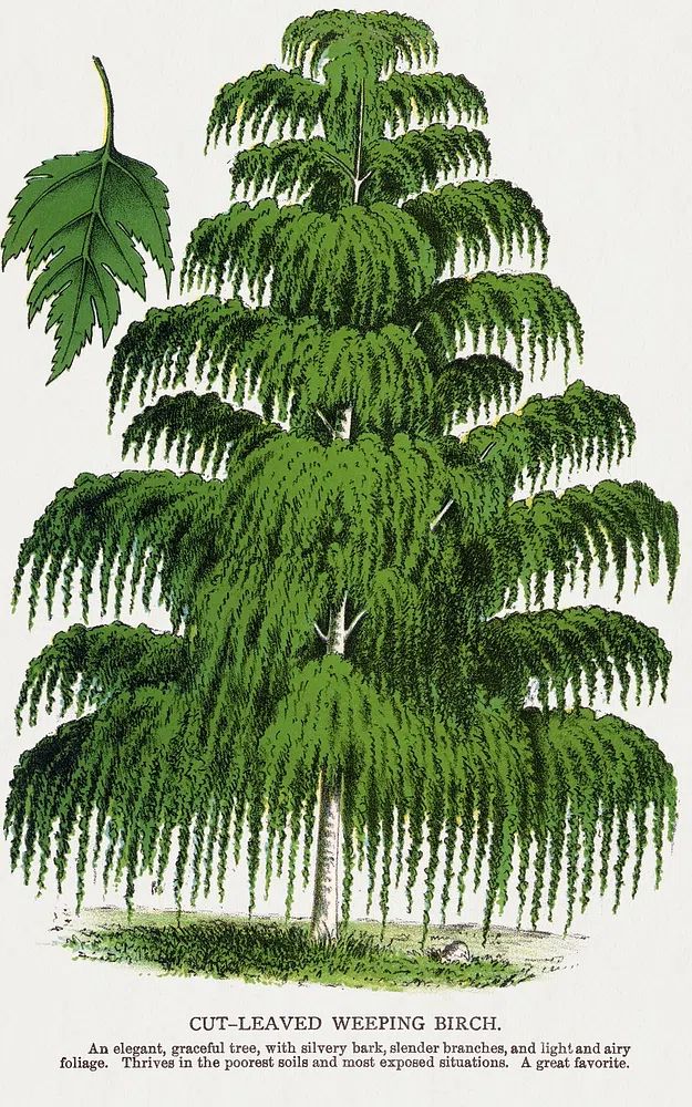 Cut-Leaved Weeping Birch — Botanical Print. poster — botanical art