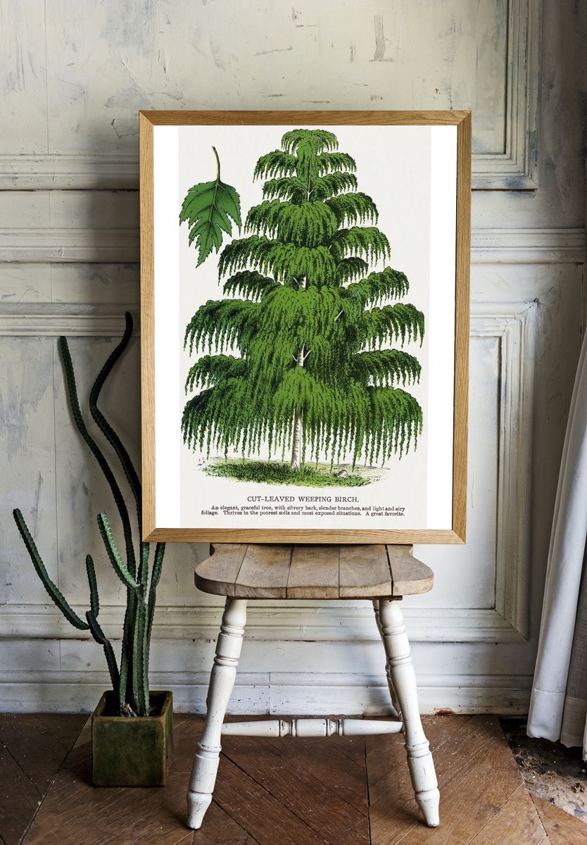 Cut-Leaved Weeping Birch — Botanical Print. — room view 1