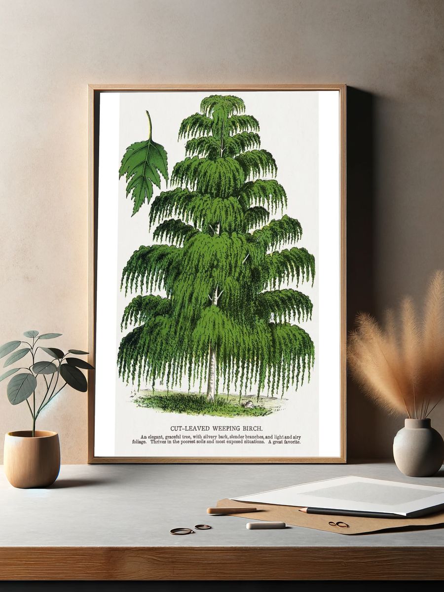 Cut-Leaved Weeping Birch — Botanical Print. — room view 2