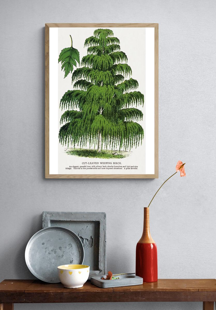 Cut-Leaved Weeping Birch — Botanical Print. — room view 3
