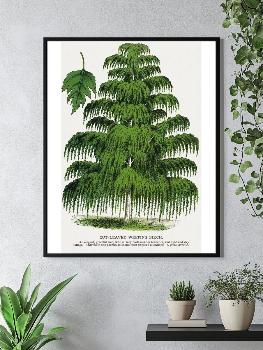 Cut-Leaved Weeping Birch — Botanical Print. — room view 4