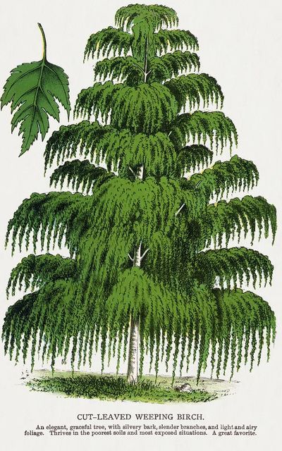Cut-Leaved Weeping Birch — Botanical Print. poster