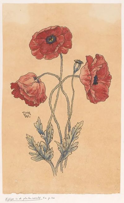 Red Poppy Botanical Illustration Poster. poster print