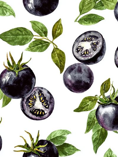 Black Tomato Botanical Print. poster print