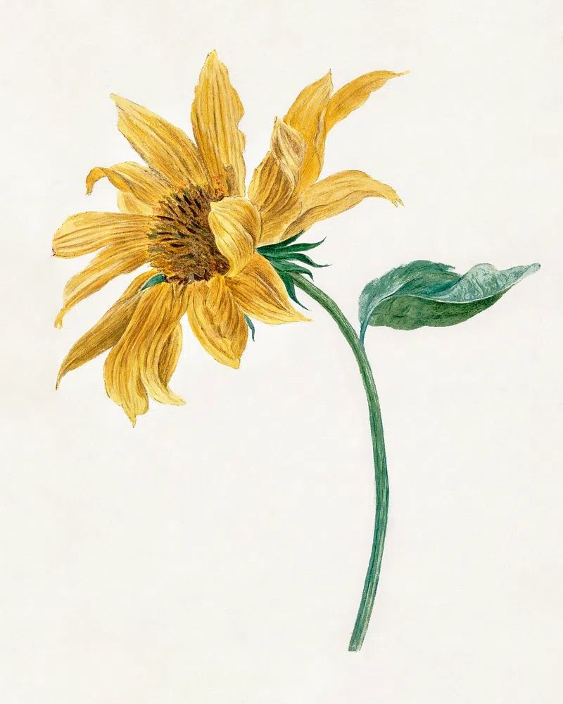 Sunflower Botanical Print. poster detail