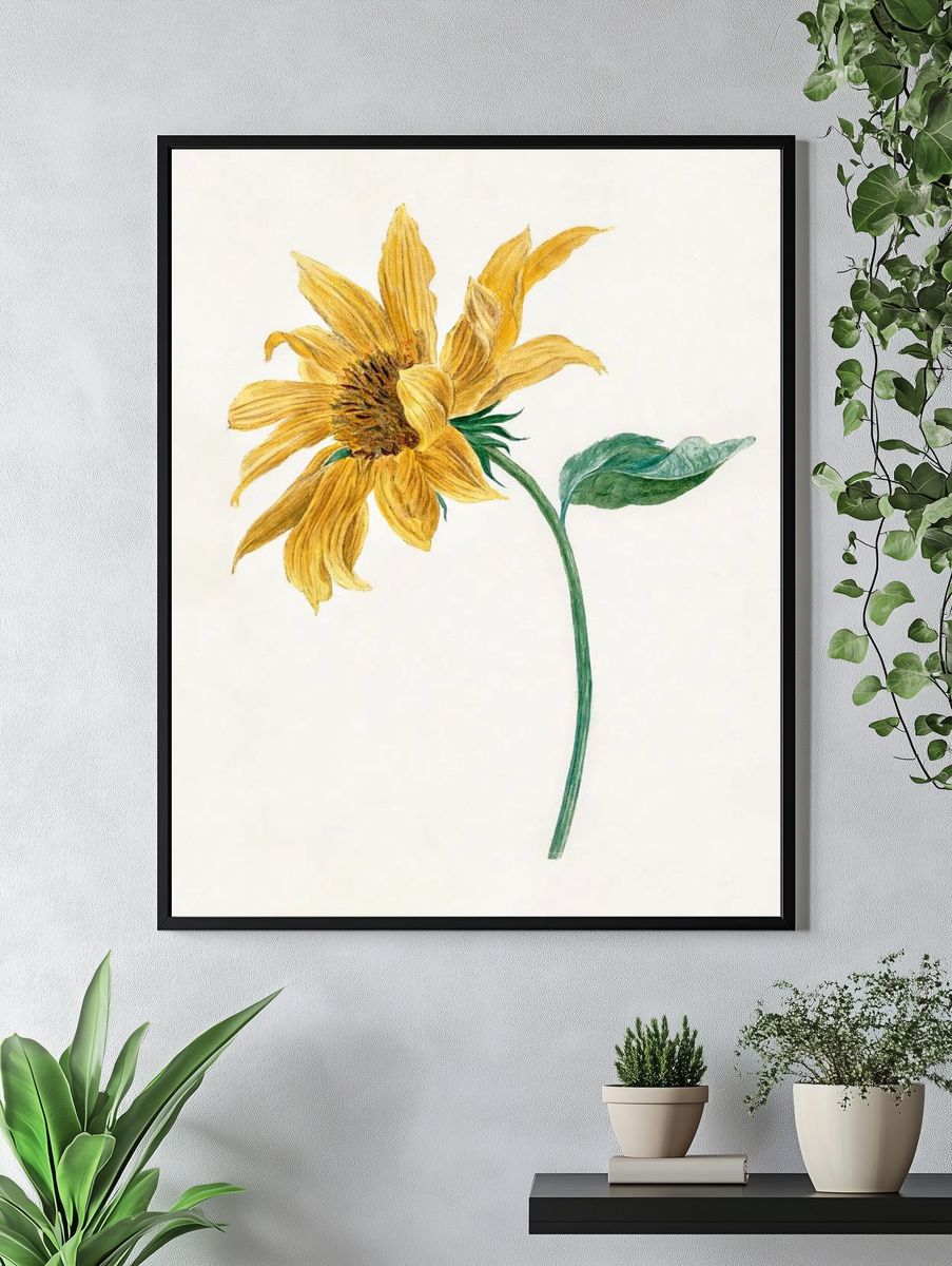 Sunflower Botanical Print. — room view 4