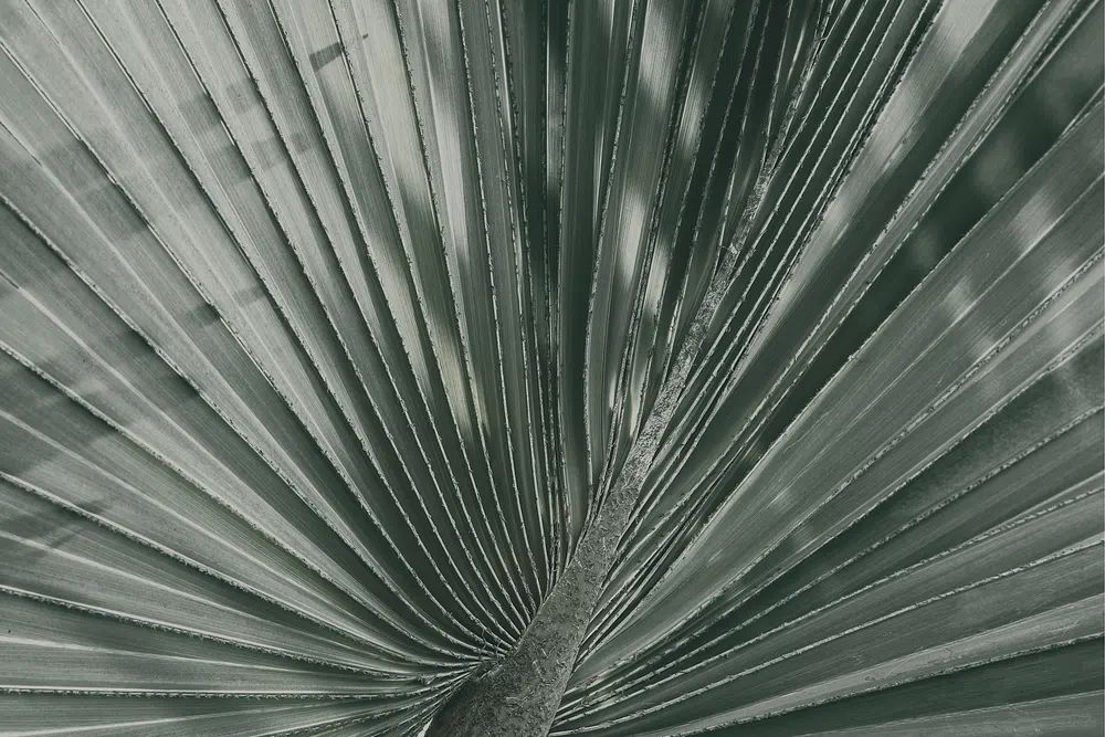 Tropical Leaf Texture — Botanical Print. poster — botanical art