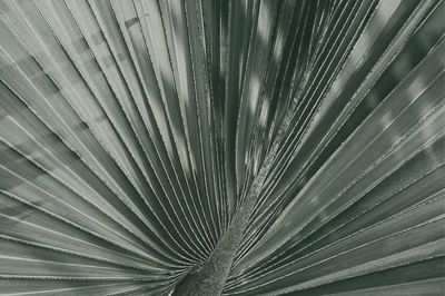 Tropical Leaf Texture — Botanical Print. poster print
