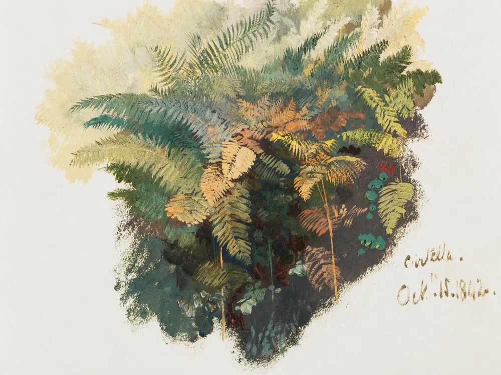 Fern Study — Botanical Print. poster detail
