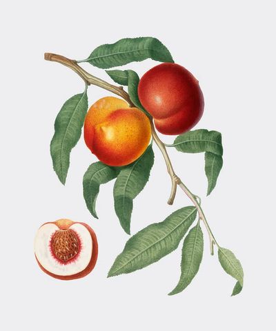 Peach Branch — Botanical Print. poster