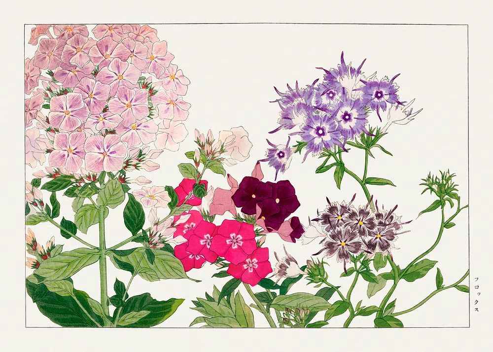 Floral Botanical Print. poster detail