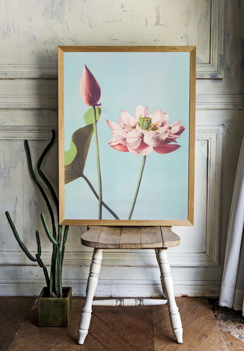 Lotus Flower — Botanical Print. — room view 1