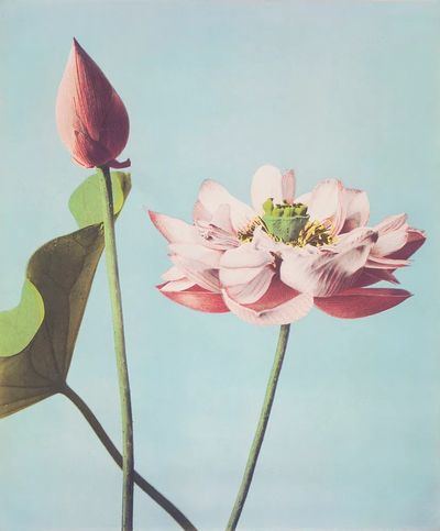 Lotus Flower — Botanical Print. poster print
