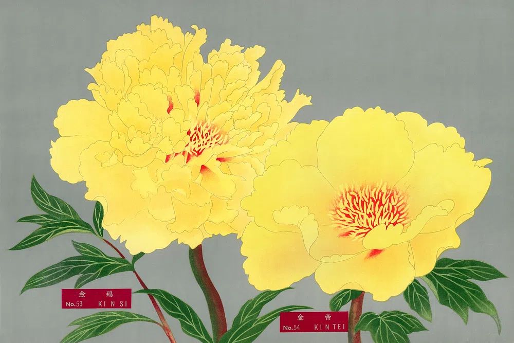 Yellow Peonies — Botanical Print. poster detail
