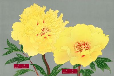 Yellow Peonies — Botanical Print. poster