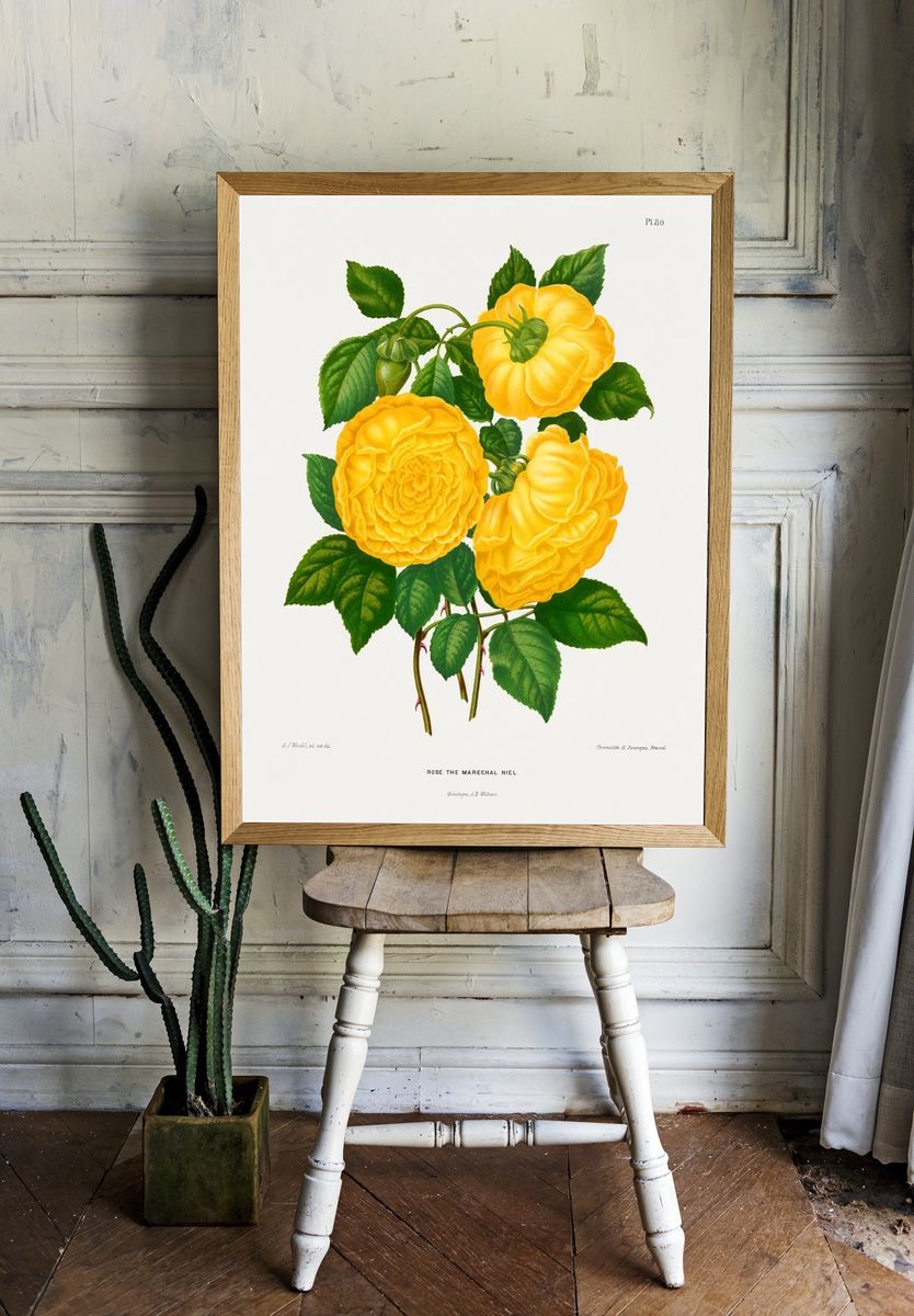Rose the Marechal Niel — Botanical Print. — room view 1