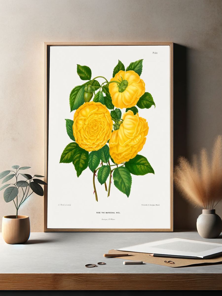 Rose the Marechal Niel — Botanical Print. — room view 2