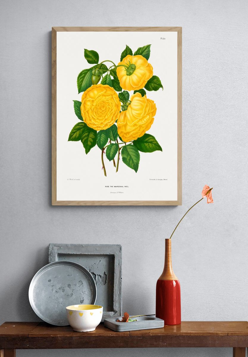 Rose the Marechal Niel — Botanical Print. — room view 3