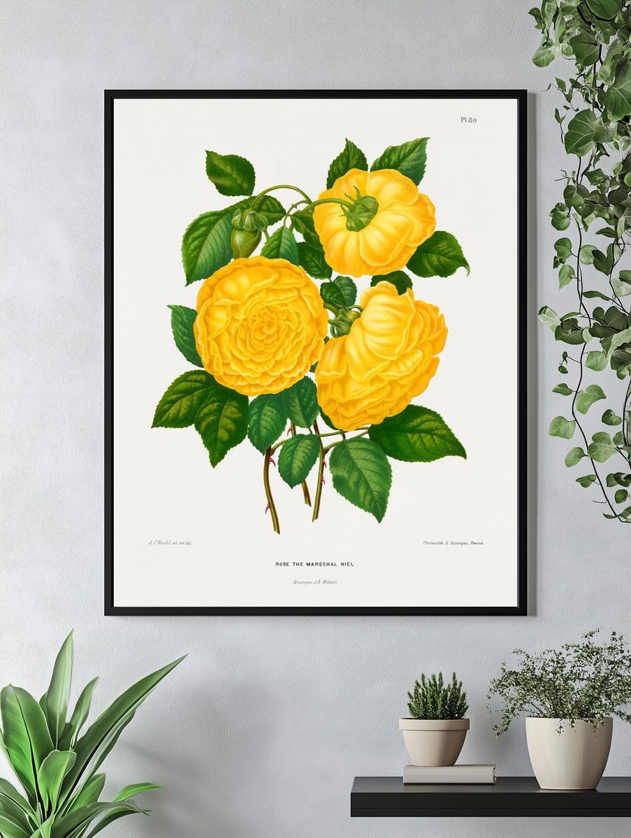 Rose the Marechal Niel — Botanical Print. — room view 4