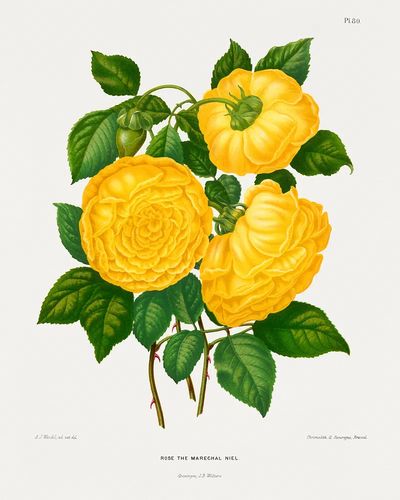 Rose the Marechal Niel — Botanical Print. poster print