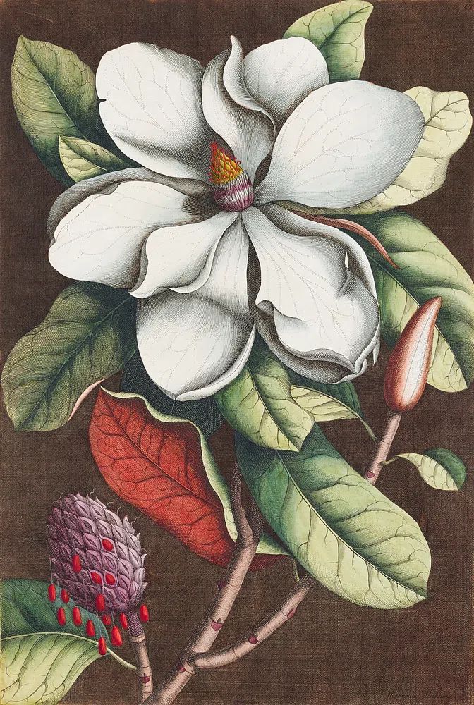 Magnolia Blossom — Botanical Print. poster — botanical art