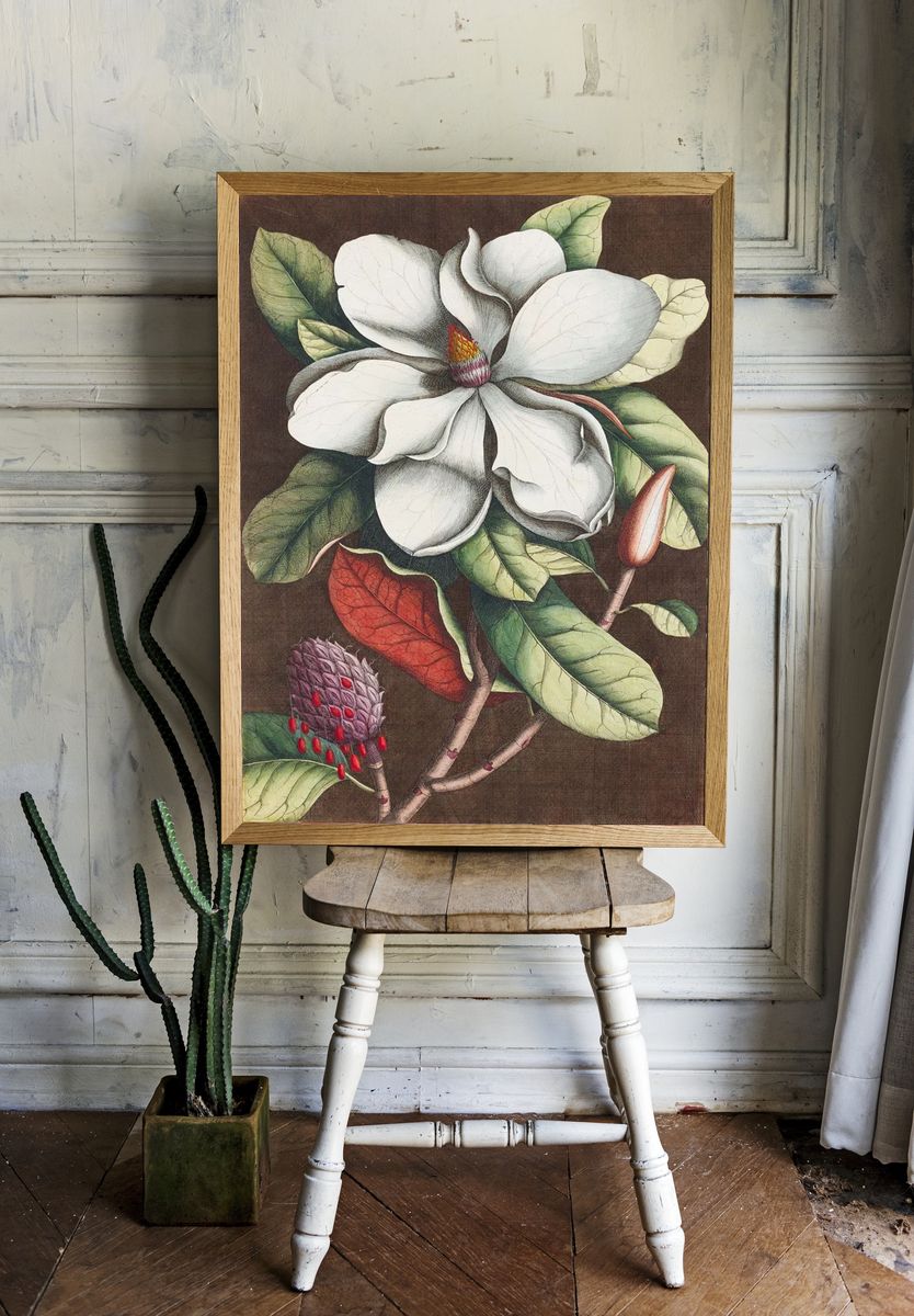 Magnolia Blossom — Botanical Print. — room view 1
