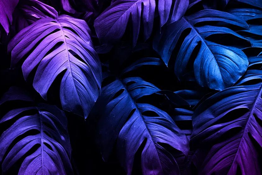 Vibrant Monstera Leaves — Botanical Print. poster — botanical art