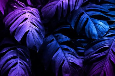 Vibrant Monstera Leaves — Botanical Print. poster print
