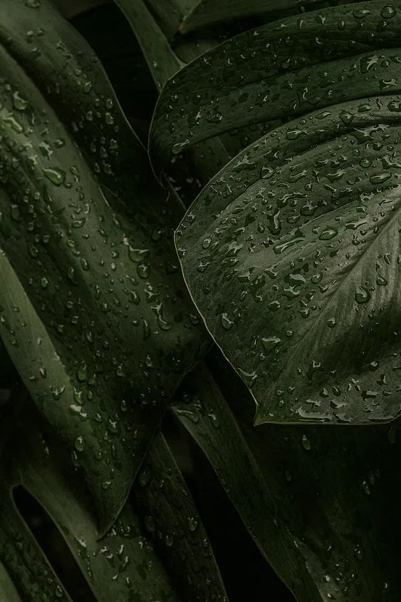 Rainy Green Leaves — Botanical Print. poster — botanical art