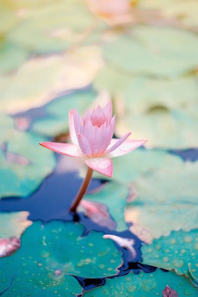 Pink Water Lily — Botanical Print. poster print
