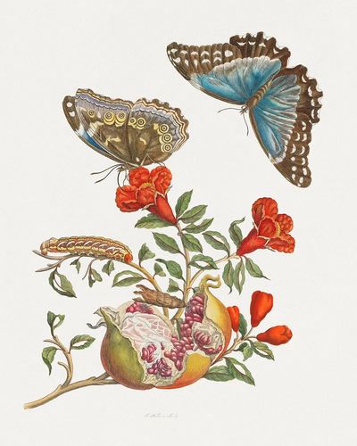 Butterflies and Pomegranate — Botanical Print. poster print